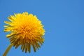 Close up of dandelion