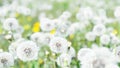 Close up of dandelion with abstract color and shallow focus Royalty Free Stock Photo