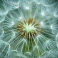 Close-Up of Dandelion With Abundant Seeds