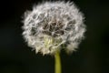 Close Up of Dandelion on Black Background Royalty Free Stock Photo