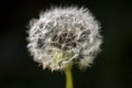 Close Up of Dandelion on Black Background Royalty Free Stock Photo