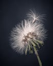 close-up of a dandelion on black background. isolated seed on the head of the flower. Royalty Free Stock Photo