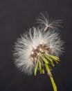 close-up of a dandelion on black background. isolated seed on the head of the flower.