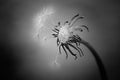 Close-up of dandelion, black & white
