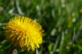 Close-up of Dandelion blooming outdoors on meadow background