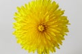 Close-up of Dandelion blooming outdoors on white background