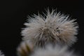 Close-up of a dandelion with a blurred black background
