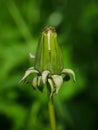 A close-up of a dandelion bud shining in the sun Royalty Free Stock Photo