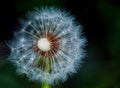 Dandelion clock