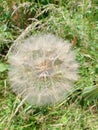 Close up of a dandelion clock seed head showing the delicate feathery seeds. Royalty Free Stock Photo