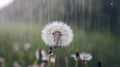 Dandelion Seed Head Covered With Raindrops During a Light Rainfall in a Garden Royalty Free Stock Photo