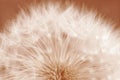 Close-up of a dandelion, a faded dandelion in Peach Fuzz