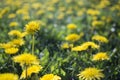 A close up of a dandelion field Royalty Free Stock Photo