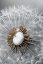 A close up of a dandelion flower with a brown center Royalty Free Stock Photo