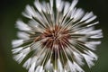 Close up of dandelion flower. Royalty Free Stock Photo