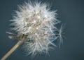 Close up of Dandelion flower