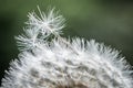 Close-up of a dandelion flower in a flower meadow, Germany