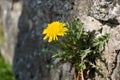 Close up of dandelion flower growing on the stone wall Royalty Free Stock Photo