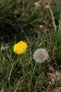 Close-up of a Dandelion flower and seed head in a field near East Grinstead Royalty Free Stock Photo