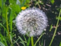 Close up of Dandelion flowers, copy space. Dandelion on blue sky background. Yellow cosmos blooming on sunny day. Royalty Free Stock Photo