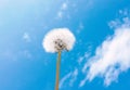 Close up of Dandelion flowers, copy space. Dandelion on blue sky background. Yellow cosmos blooming on sunny day. Royalty Free Stock Photo