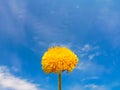 Close up of Dandelion flowers, copy space. Dandelion on blue sky background. Yellow cosmos blooming on sunny day. Royalty Free Stock Photo