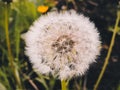 Close up of Dandelion flowers, copy space. Dandelion on blue sky background. Yellow cosmos blooming on sunny day. Royalty Free Stock Photo