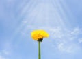 Close up of Dandelion flowers, copy space. Dandelion on blue sky background. Yellow cosmos blooming on sunny day. Royalty Free Stock Photo