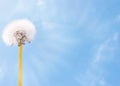 Close up of Dandelion flowers, copy space. Dandelion on blue sky background. Yellow cosmos blooming on sunny day. Royalty Free Stock Photo