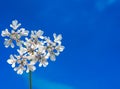 Close up of Dandelion flowers, copy space. Dandelion on blue sky background. Yellow cosmos blooming on sunny day. Royalty Free Stock Photo