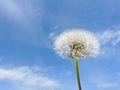 Close up of Dandelion flowers, copy space. Dandelion on blue sky background. Yellow cosmos blooming on sunny day. Royalty Free Stock Photo