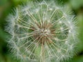 Close up of a dandelion fluff.