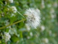 Close up of a dandelion fluff in the field of white clovers.