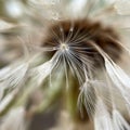 Close-up of the dandelion glistening with water droplets Royalty Free Stock Photo