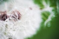 Close-up of dandelion on green sunny meadow Royalty Free Stock Photo