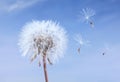 Close-up of a dandelion isolated