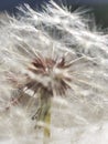 Close up Dandelion in North America