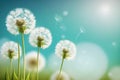 Close up dandelion plant blowing in wind. Dandelion seeds blowing in the wind across a summer field background. generative AI Royalty Free Stock Photo