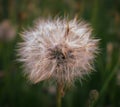 Close up of dandelion plant Royalty Free Stock Photo