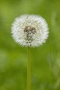 Seeded dandelion plant. Royalty Free Stock Photo