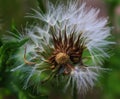 Close up dandelion plant on green. Seedhead without some seeds. Beja, Portugal Royalty Free Stock Photo