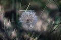 Close up of dandelion plant head Royalty Free Stock Photo