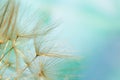 Close-up of dandelion seed