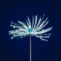 Close-up Of Dandelion Seed With Dew Drops On Dark Blue Background Royalty Free Stock Photo