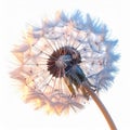 Close Up Dandelion Seed Head Against White Background with Golden Light Royalty Free Stock Photo