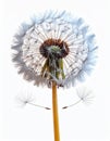 Close Up of a Dandelion Seed Head Against a White Background with Seeds and Stem Royalty Free Stock Photo