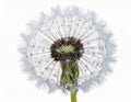 Close up Dandelion Seed Head against White Background in Studio Shot Royalty Free Stock Photo