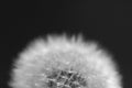 Close up of dandelion seed head in black and white Royalty Free Stock Photo