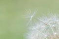 Dandelion seed on head of flower Royalty Free Stock Photo