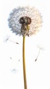Close Up of a Dandelion Seed Head With Seeds Falling on a White Background Royalty Free Stock Photo